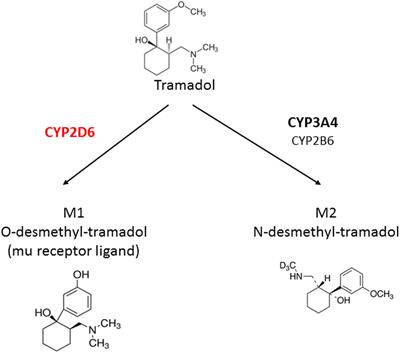 When the Safe Alternative Is Not That Safe: Tramadol Prescribing in Children